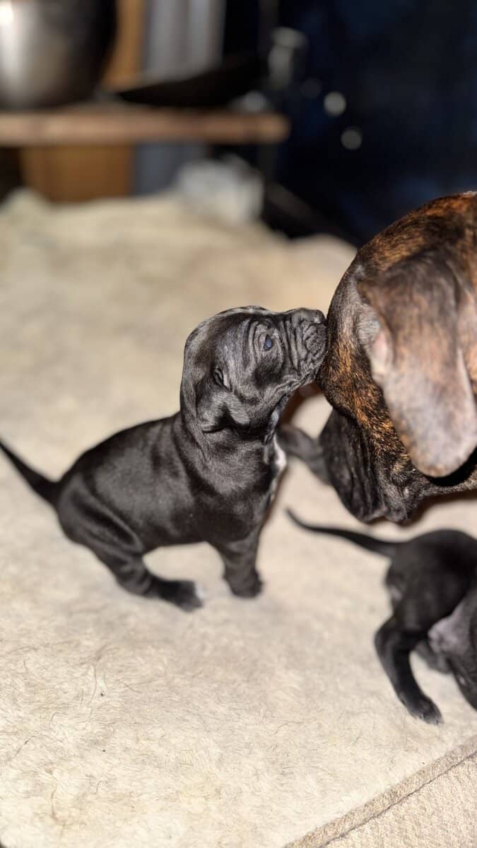 Purebred Cane Corso xGerman Shorthair Pointer (VA) image 1