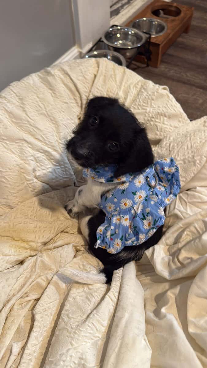 Free puppies of 3 months looking for an owner image 1