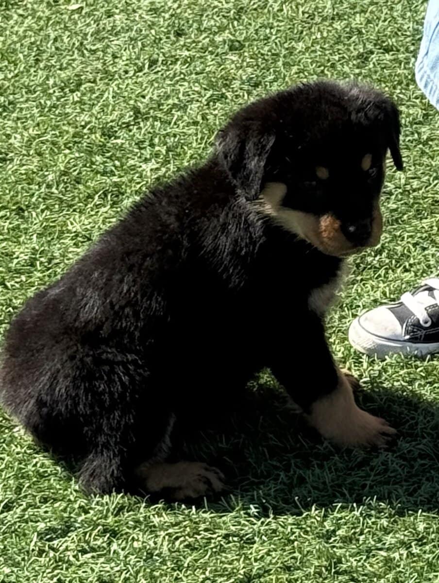 Rottweiler Pups image 10