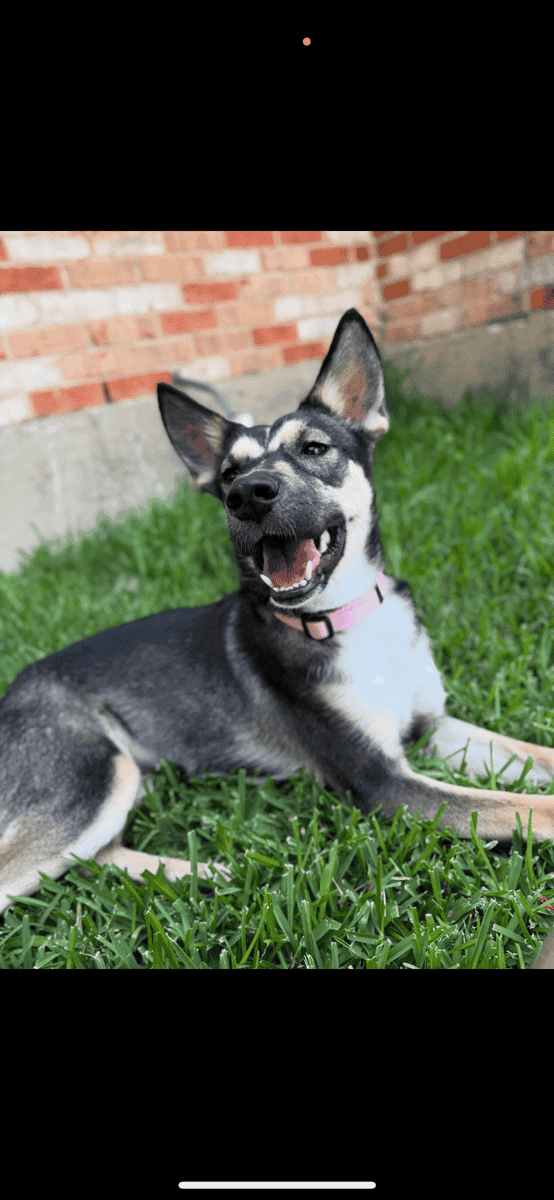 1.5 year old Shepherd/Husky mix. 40 pounds. image 3