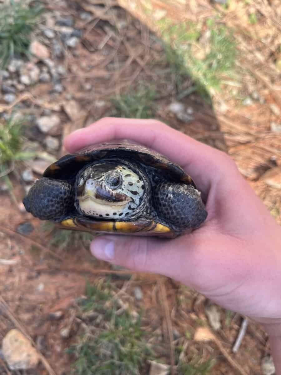 Healthy adult female ornate diamond back terrapin image 1