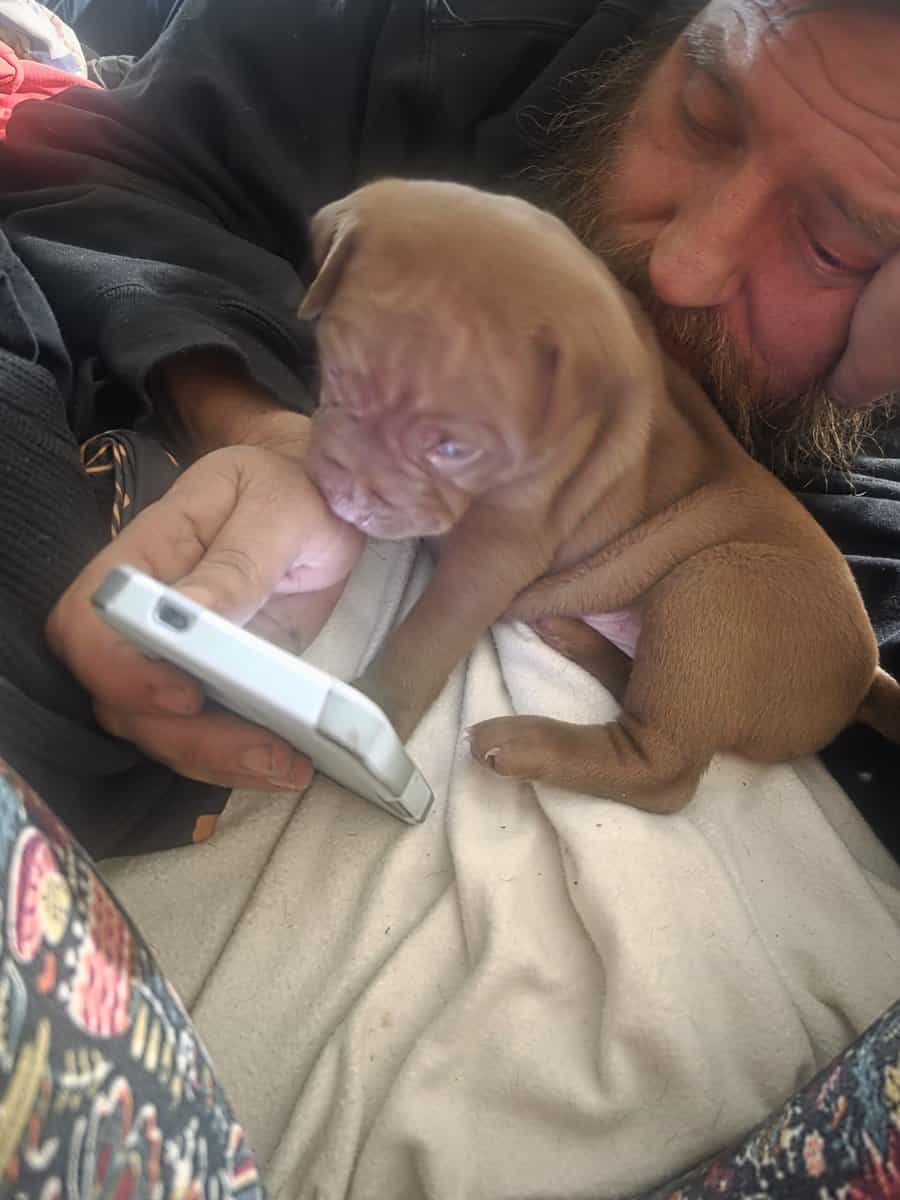 Blue Red nose mastiff puppies image 6