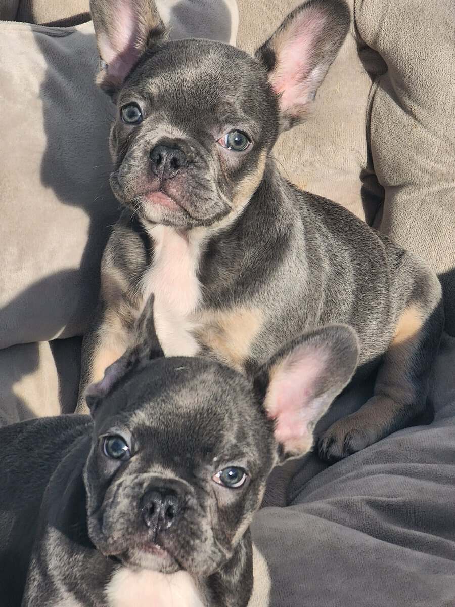 2 Female AKC French Bulldogs image 1