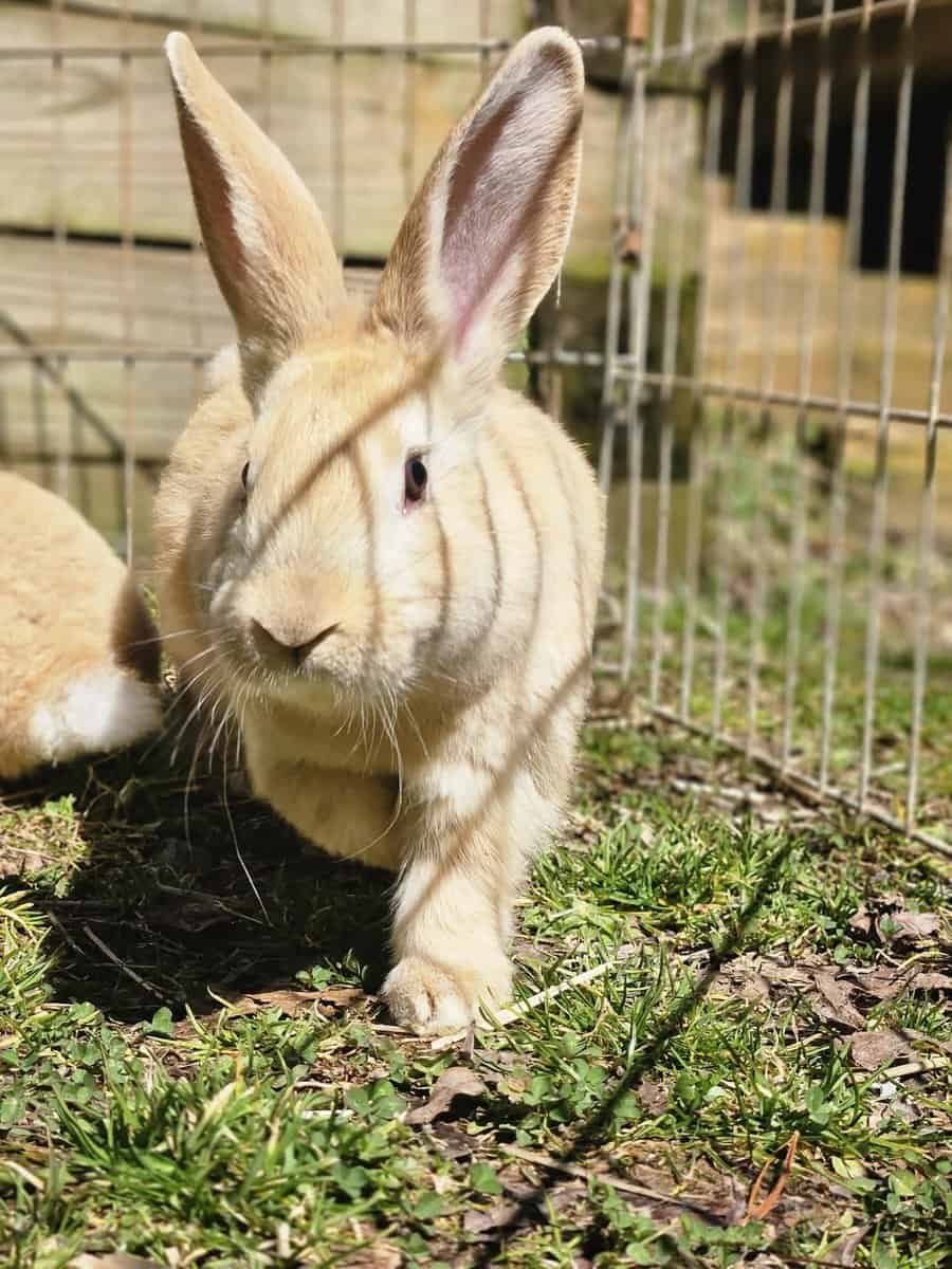 Flemish Giants For Sale image 1