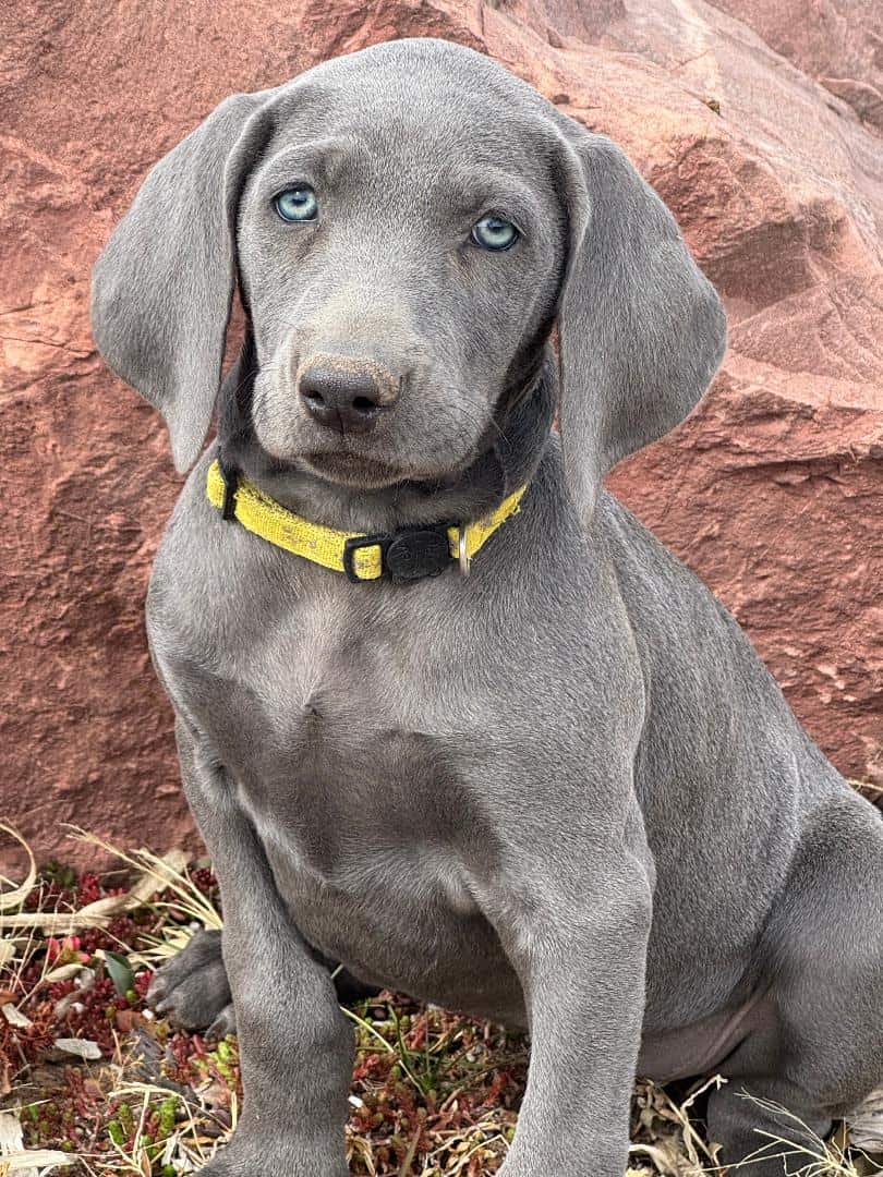 AKC Reg WEIMARANER PUPPIES image 1
