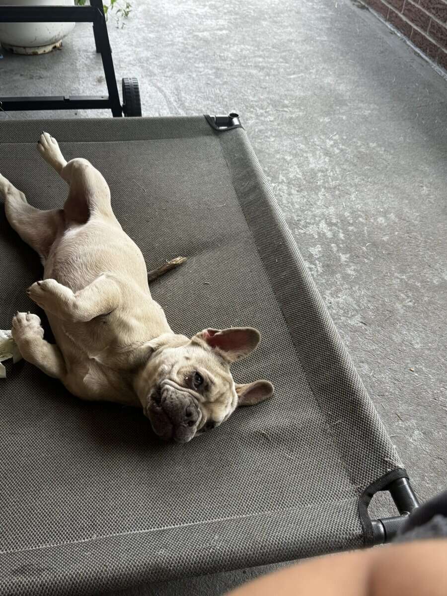 Akc Frenchie girl image 5