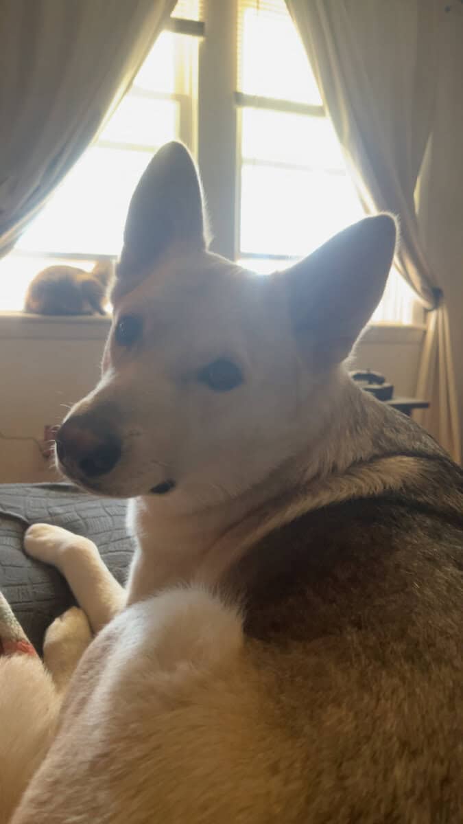 Mylo is looking for his forever home image 3