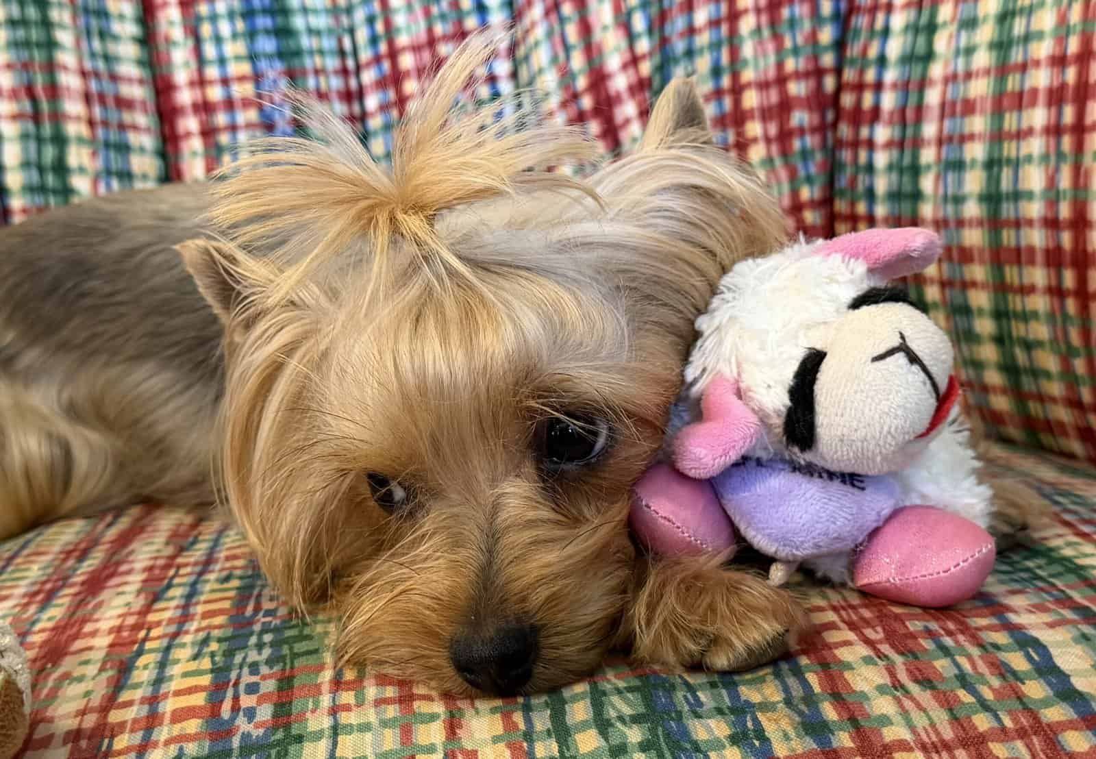 Adult Female Yorkshire Terrier image 3