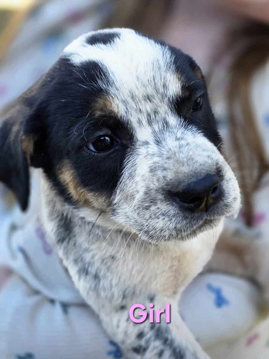 Puppies image 2