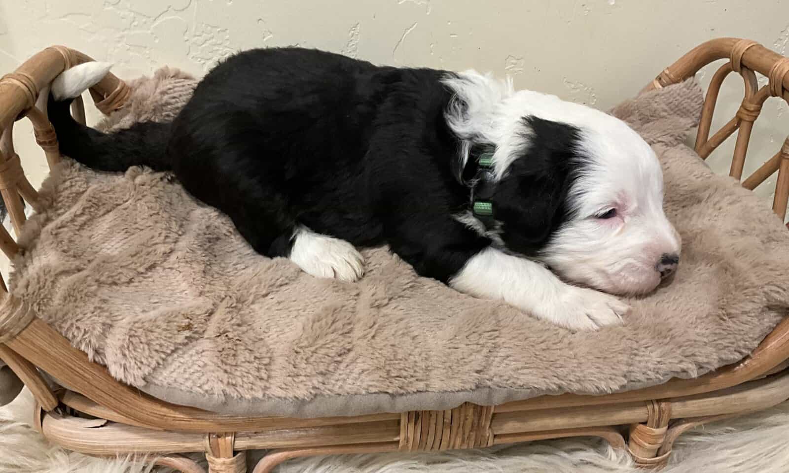 Old English Sheepdog image 3