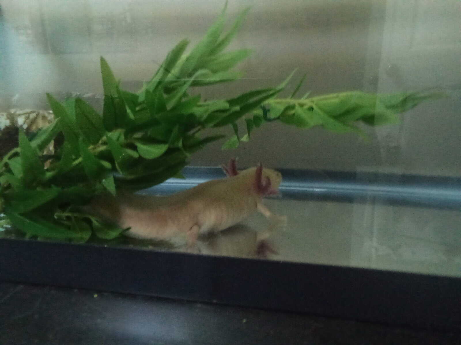 Axolotl image 1