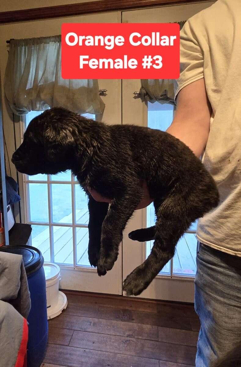 Cane Corso Belgian Malinois Puppies image 6