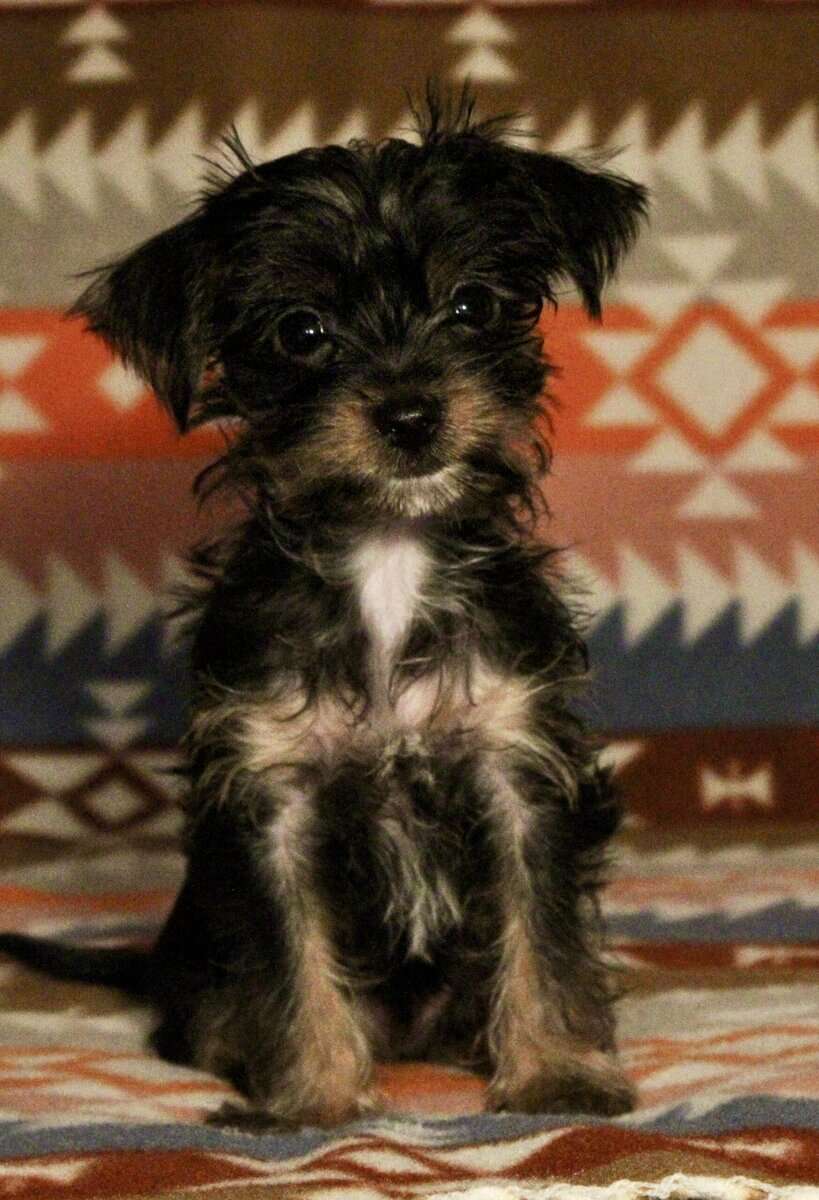 PUREBRED TEACUP YORKSHIRE TERRIER image 2
