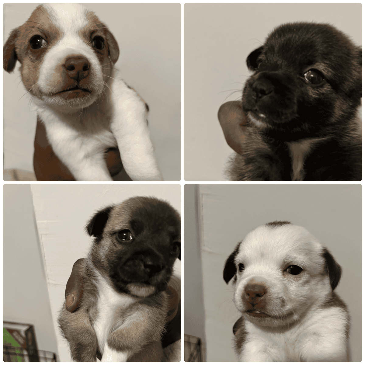 3 Pups For Sales (individually) image 2