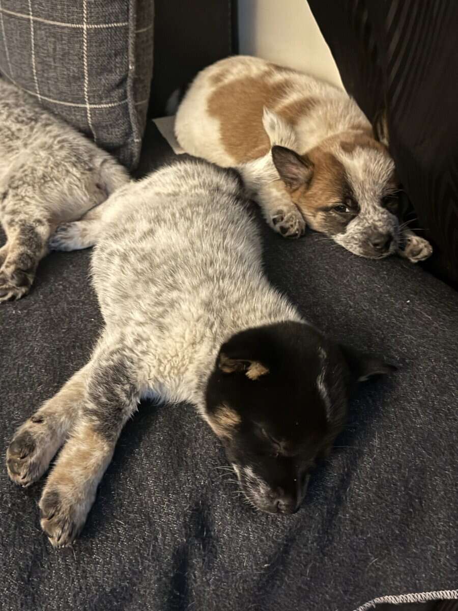 Shiba Inu / Blue Heeler Puppies image 3