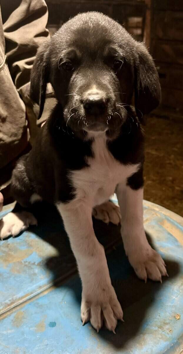 Large breed puppies image 4