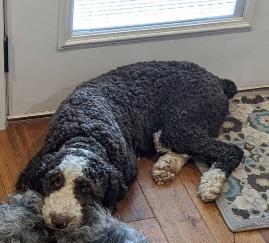 Aussidoodle image 3