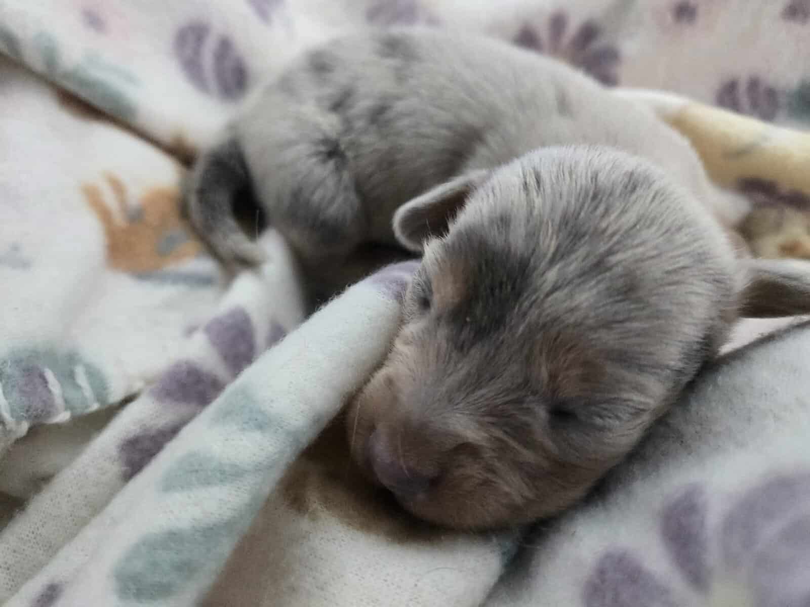 Miniature dachshund puppies image 1