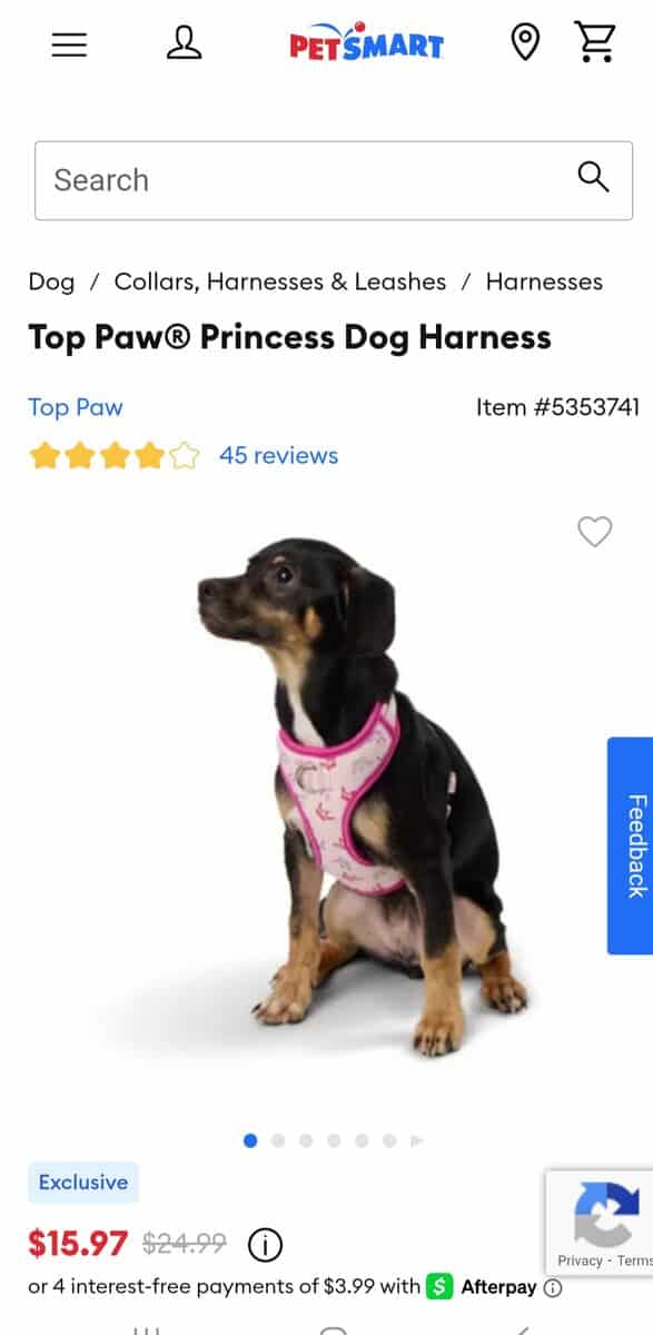 3m f pit terrier, w vet meds, food + acc's image 8