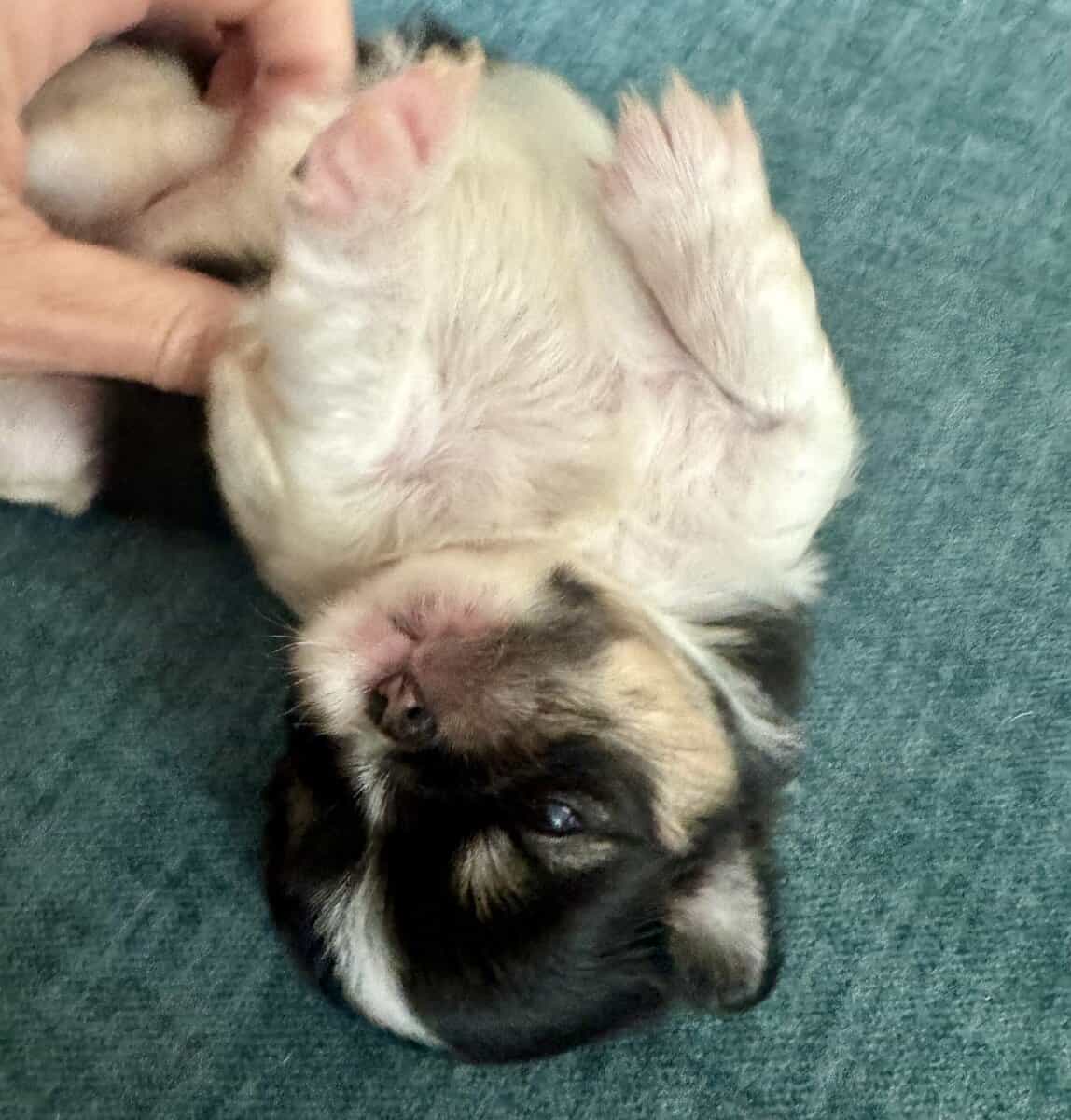 AKC Japanese Chin puppies in Hawaii image 7