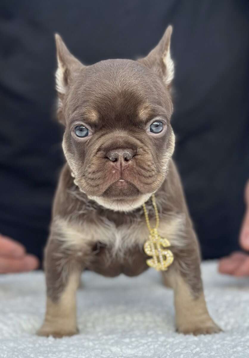 French bulldog AKC image 3