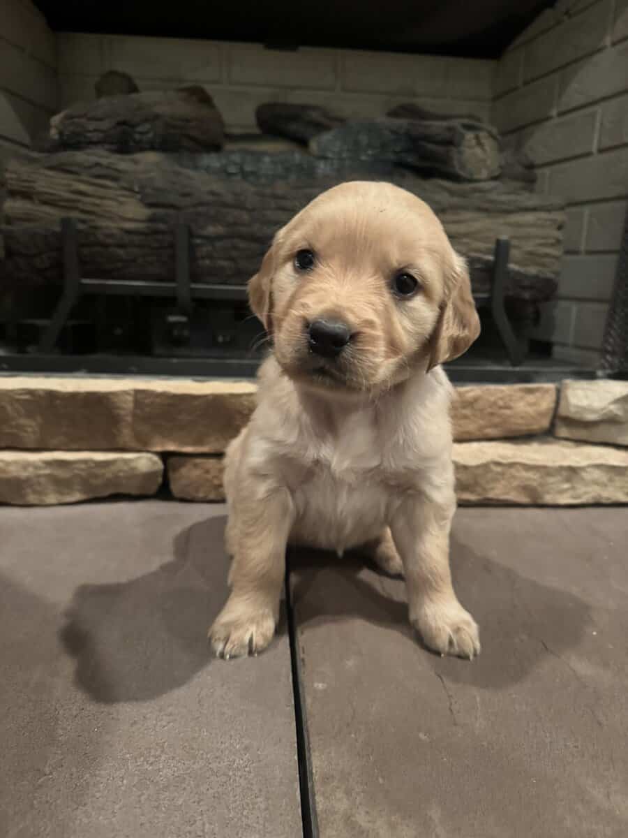 AKC Golden Retriever image 2