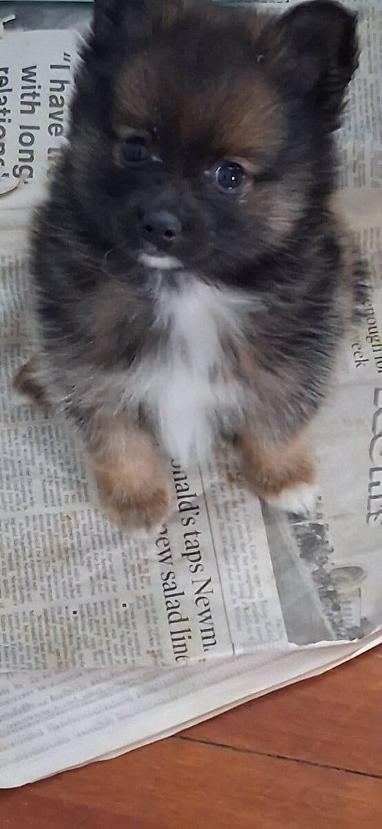 Pomeranian puppy Alfie image 2