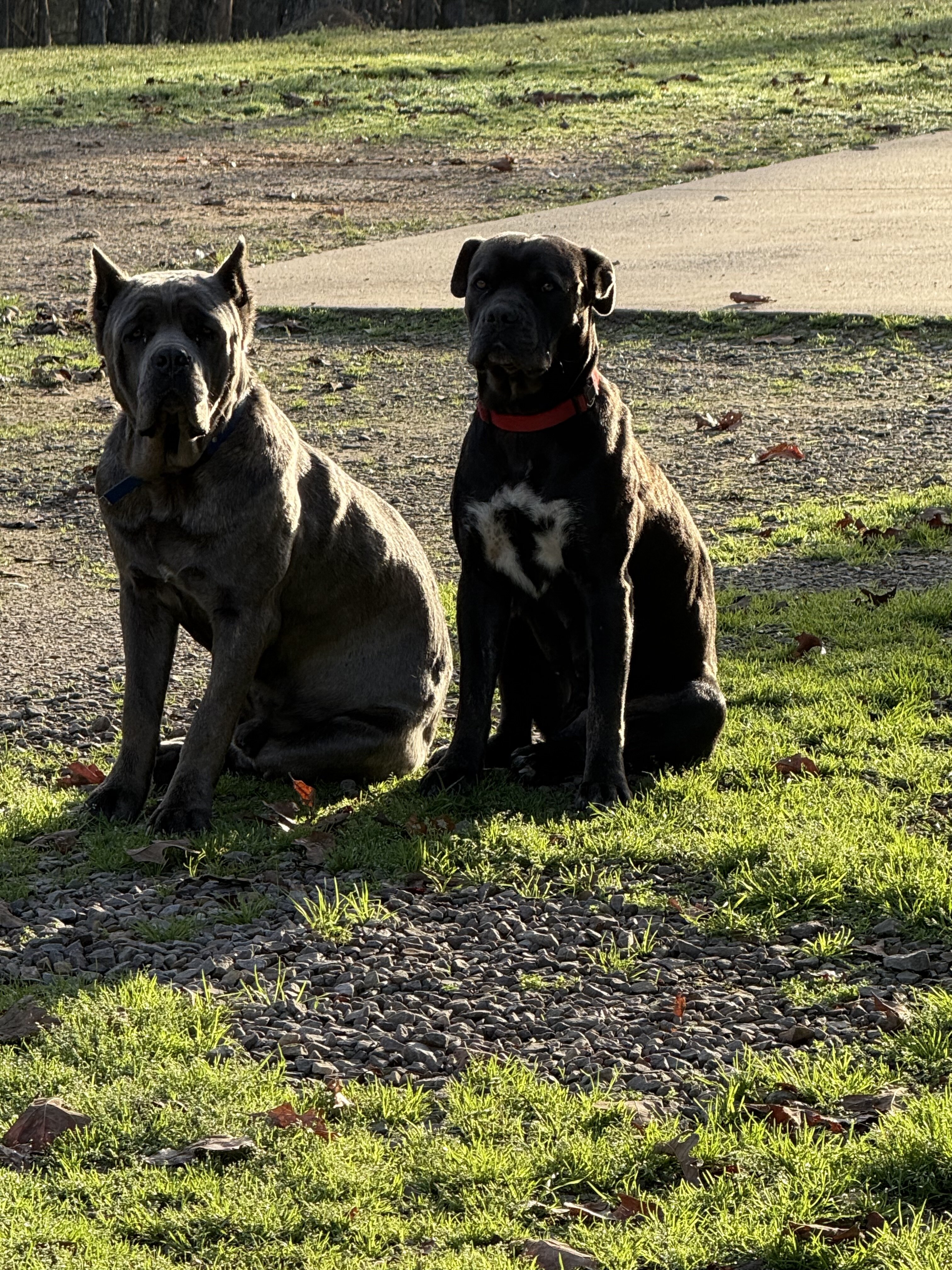Cane Corso Full Blooded Puppies image 4