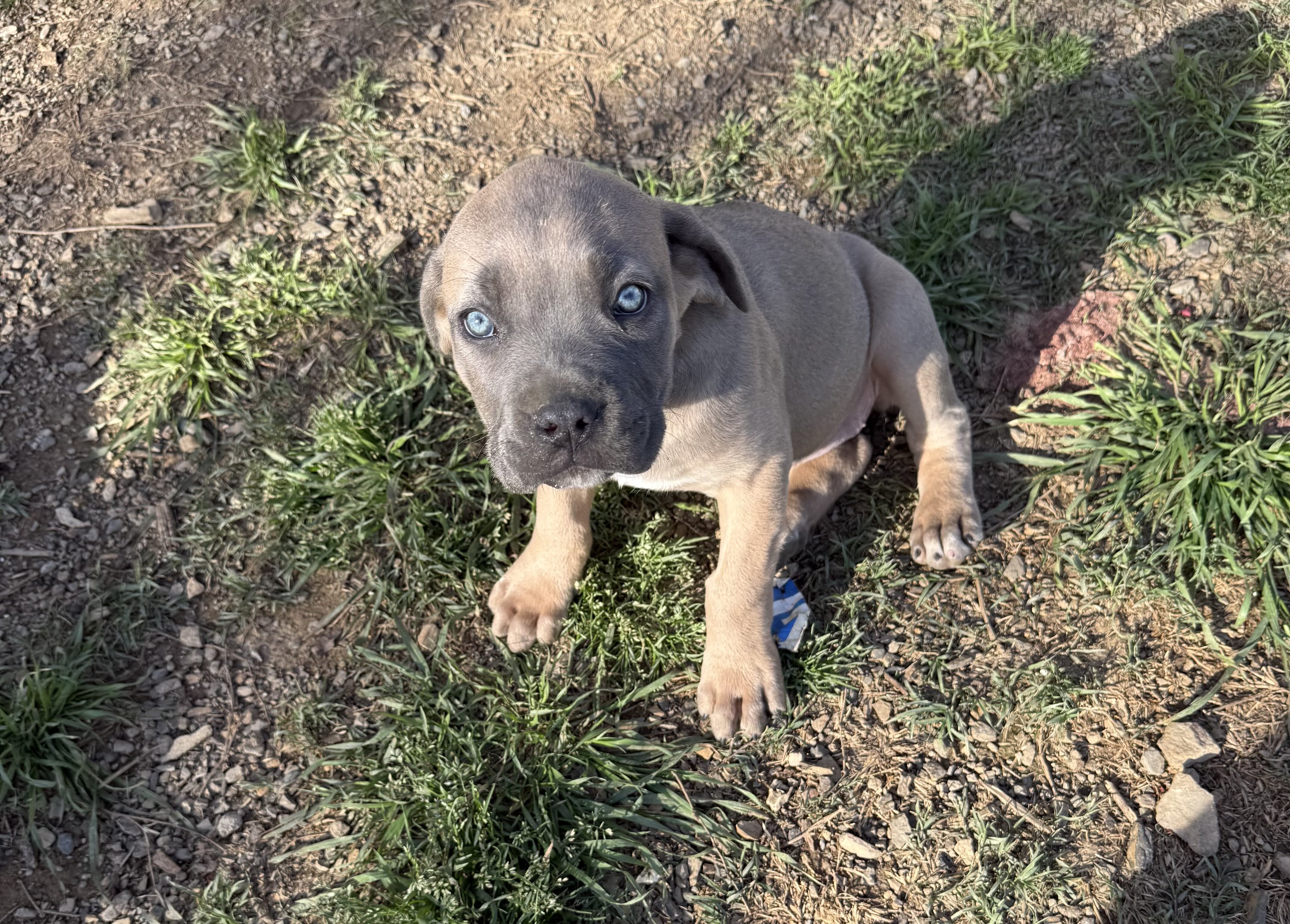 Cane Corso Full Blooded Puppies image 1
