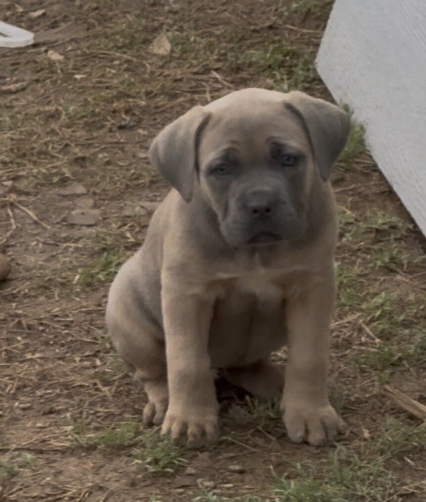 Cane Corso Full Blooded Puppies image 2