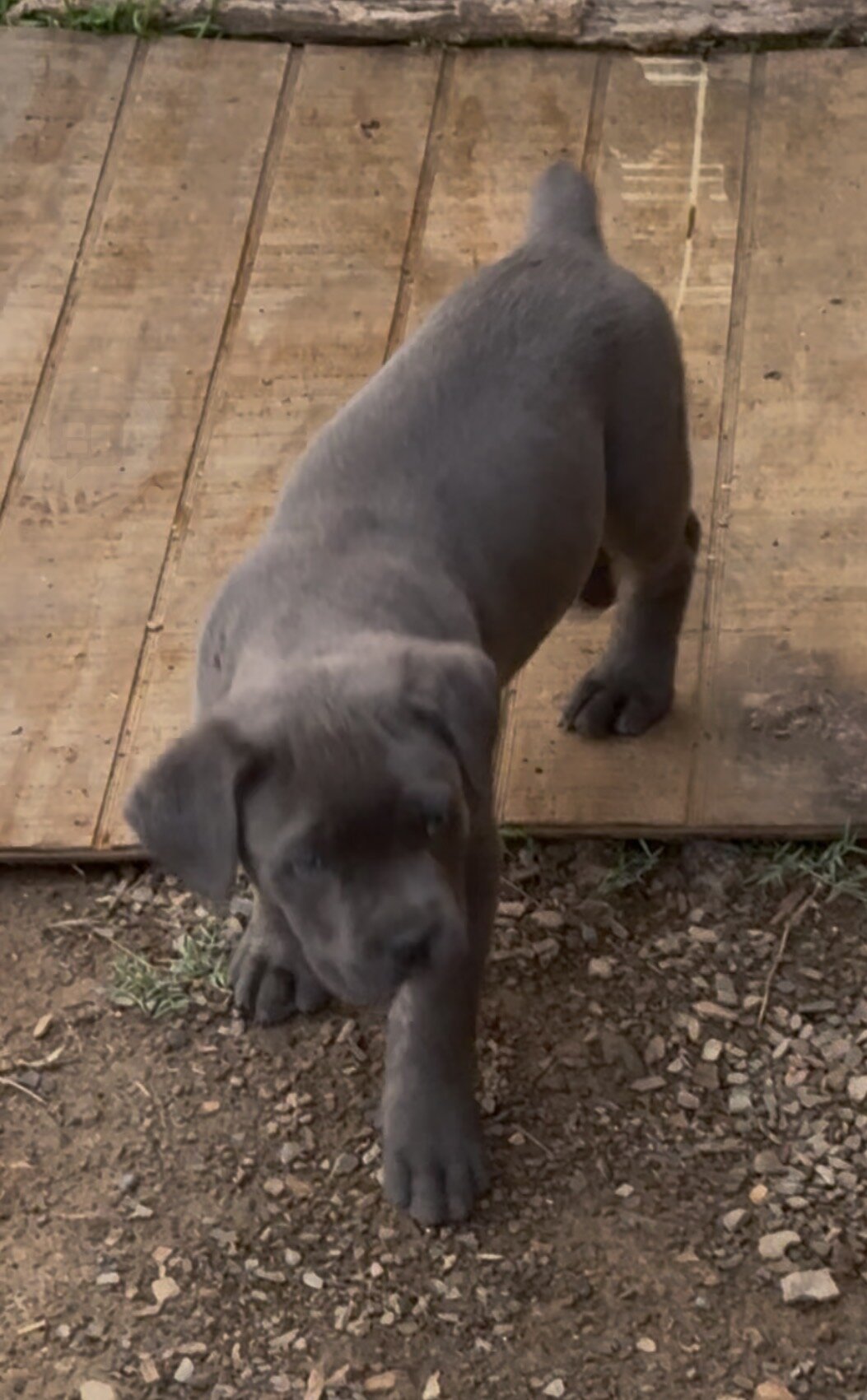 Cane Corso Full Blooded Puppies image 3
