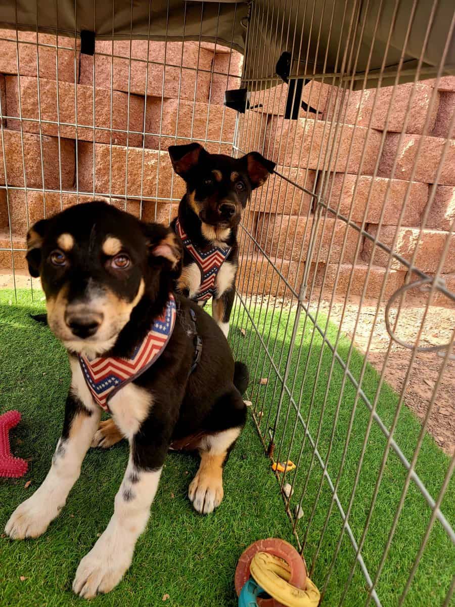 Rehoming image 1
