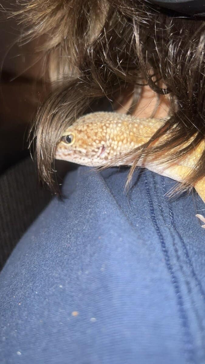 Leopard Gecko image 1
