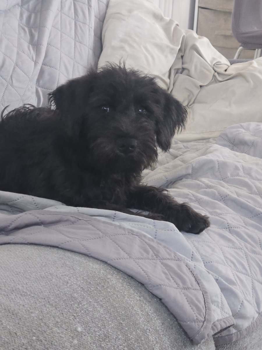 MINI SCHNAUZERS image 7