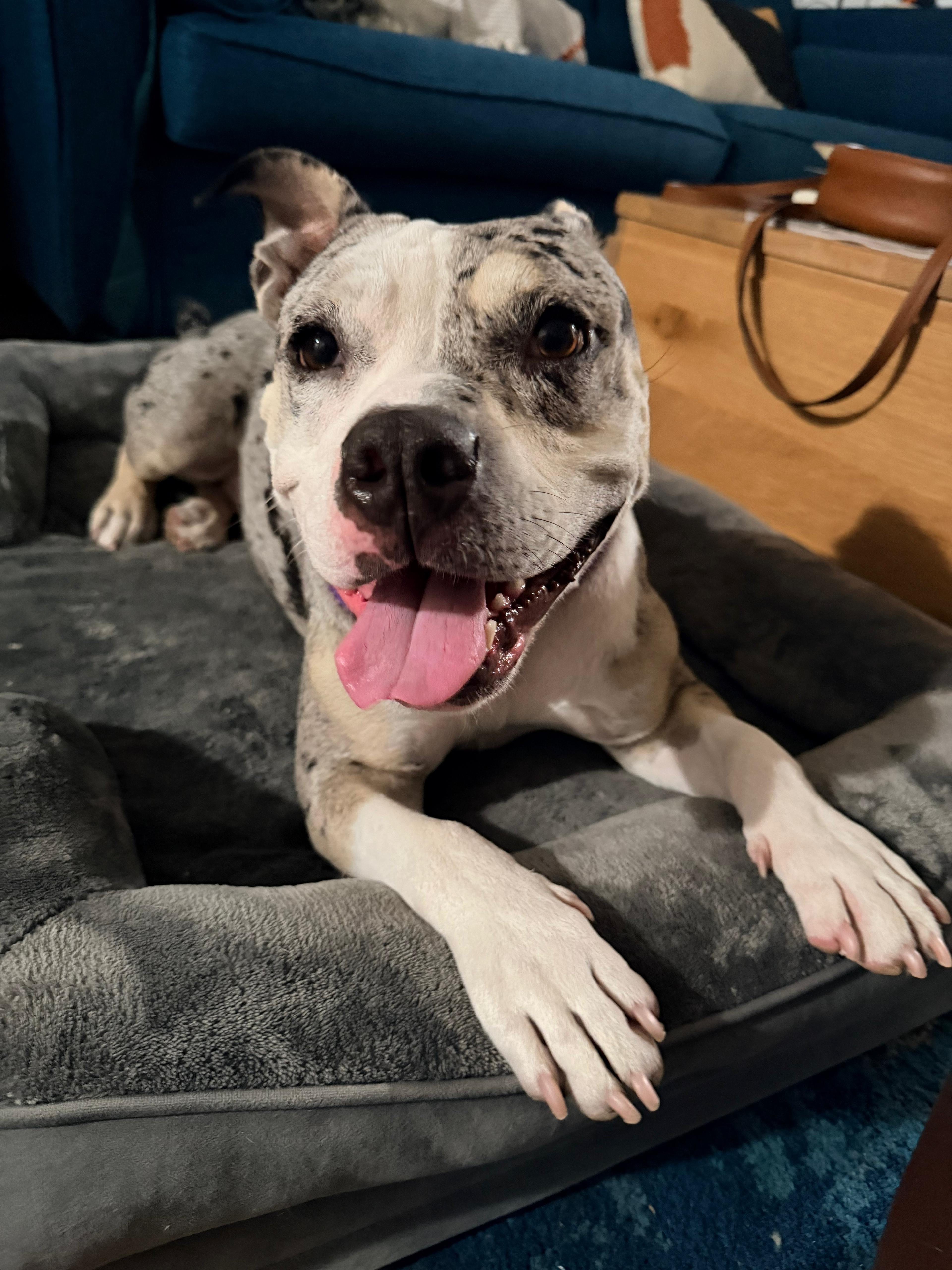 Luna is a 3.5 yr old Pitbull, needs loving home image 1