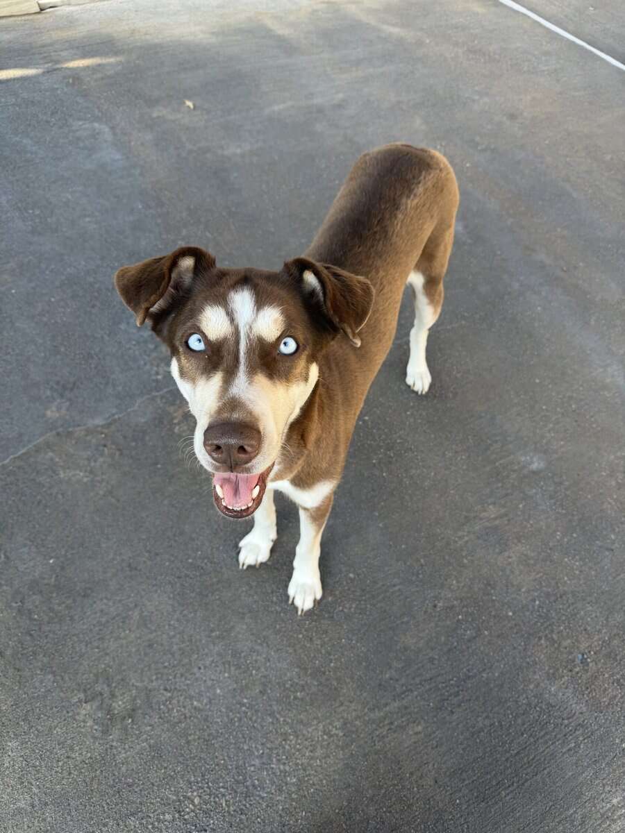 Female Husky mix in need of rescue/home image 2