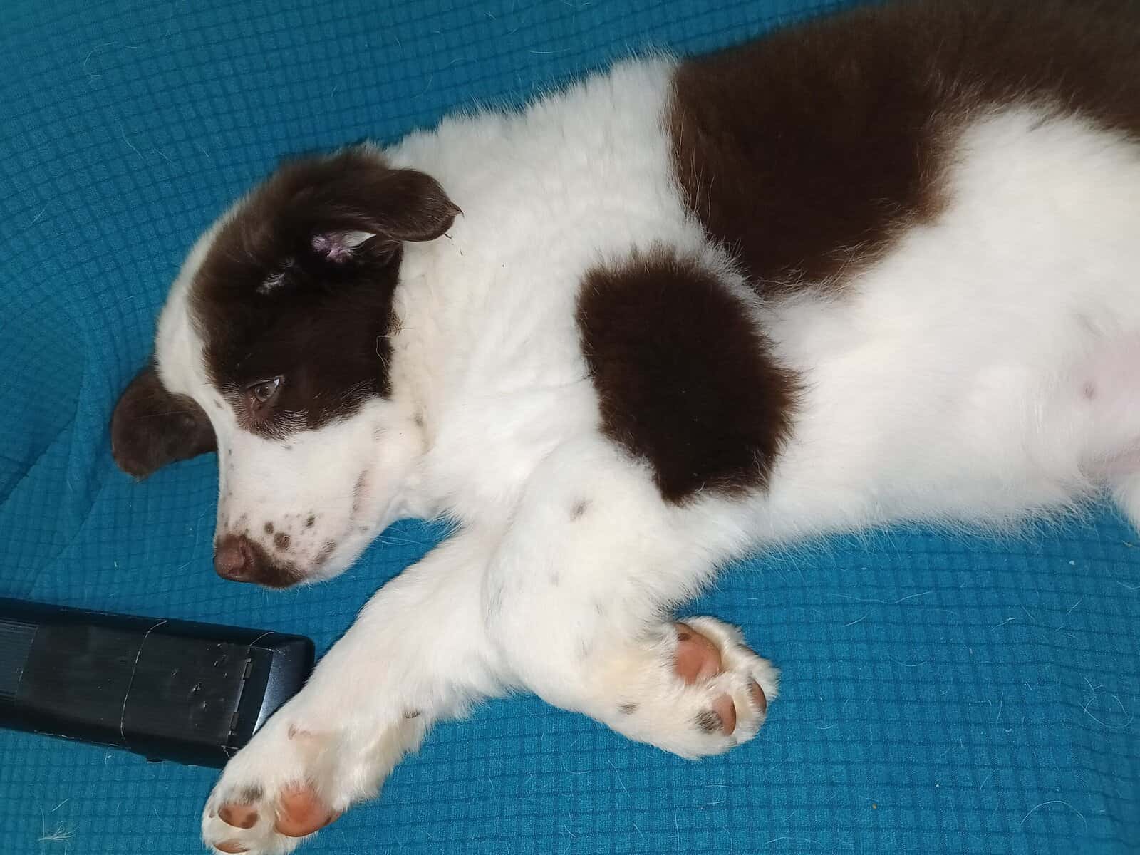 Aussie pup female image 4