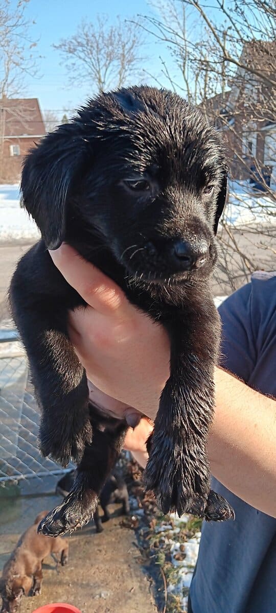 Lab pups image 1