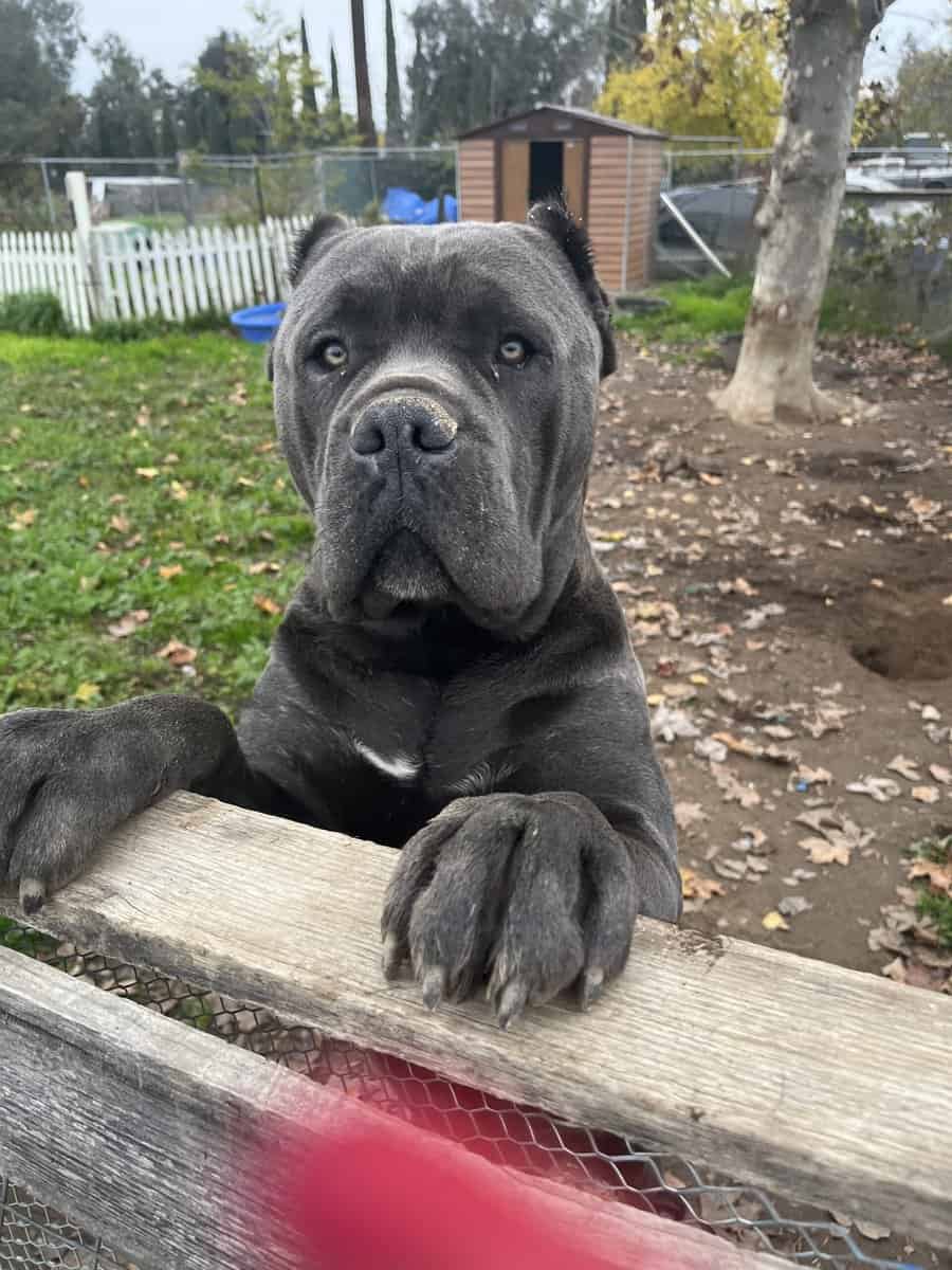Cane Corso Puppies image 1