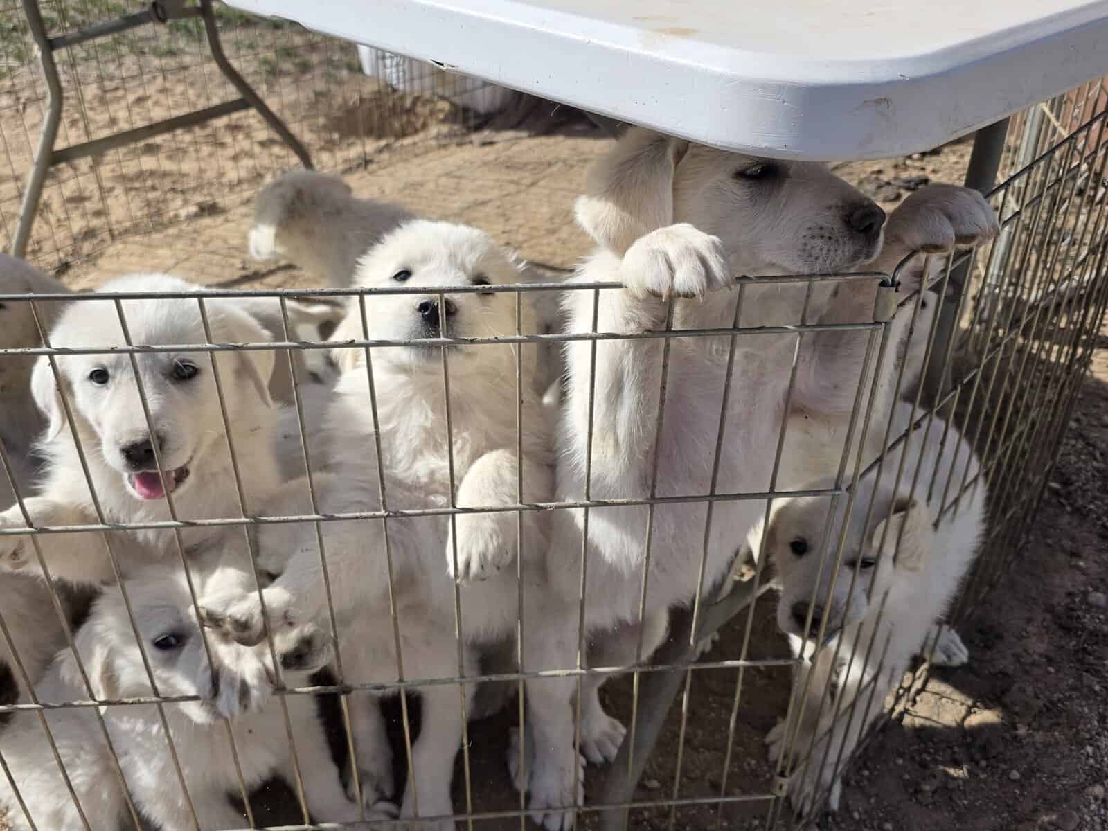 Great Pyrenees/Anatolian Puppies image 7