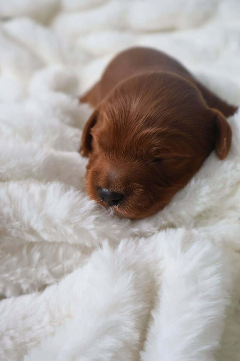 Mini Golden Cavapoo image 2