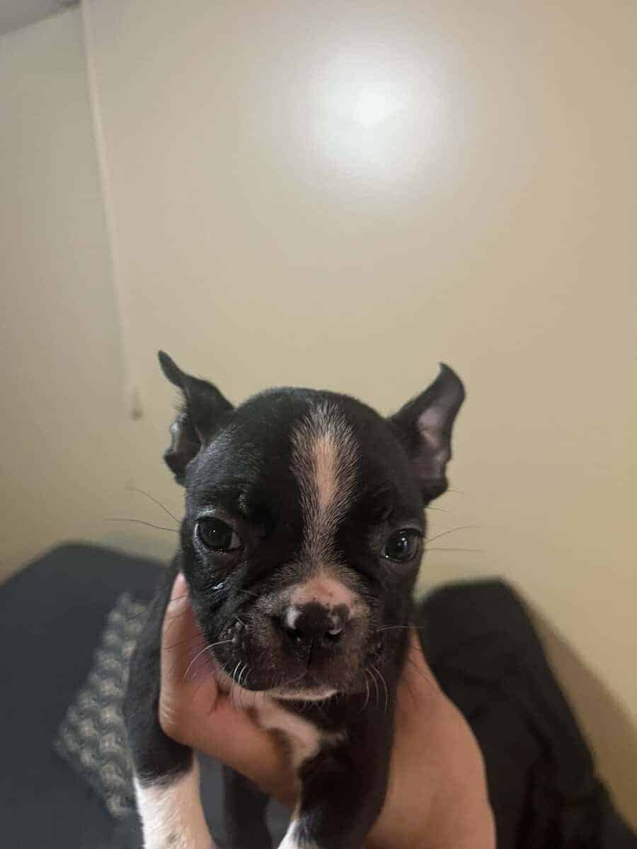 Boston terrier puppies image 6