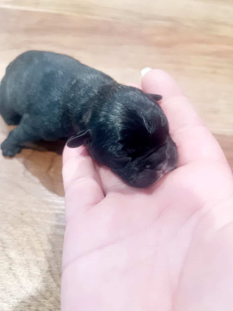Frenchie puppies image 3