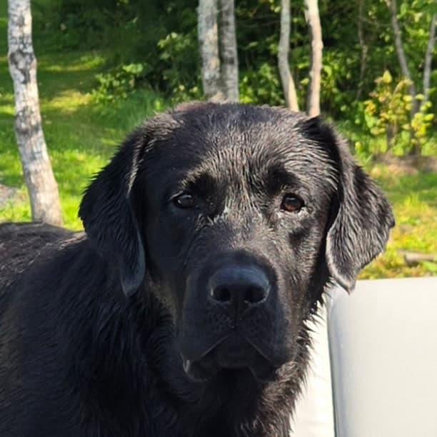 English style Labrador retrievers image 1