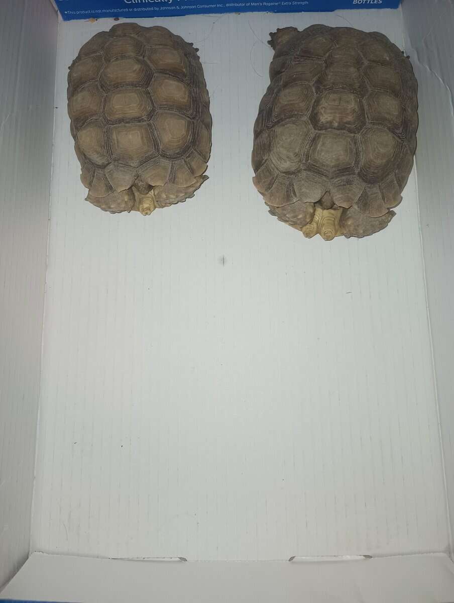 Sulcata tortoises image 2