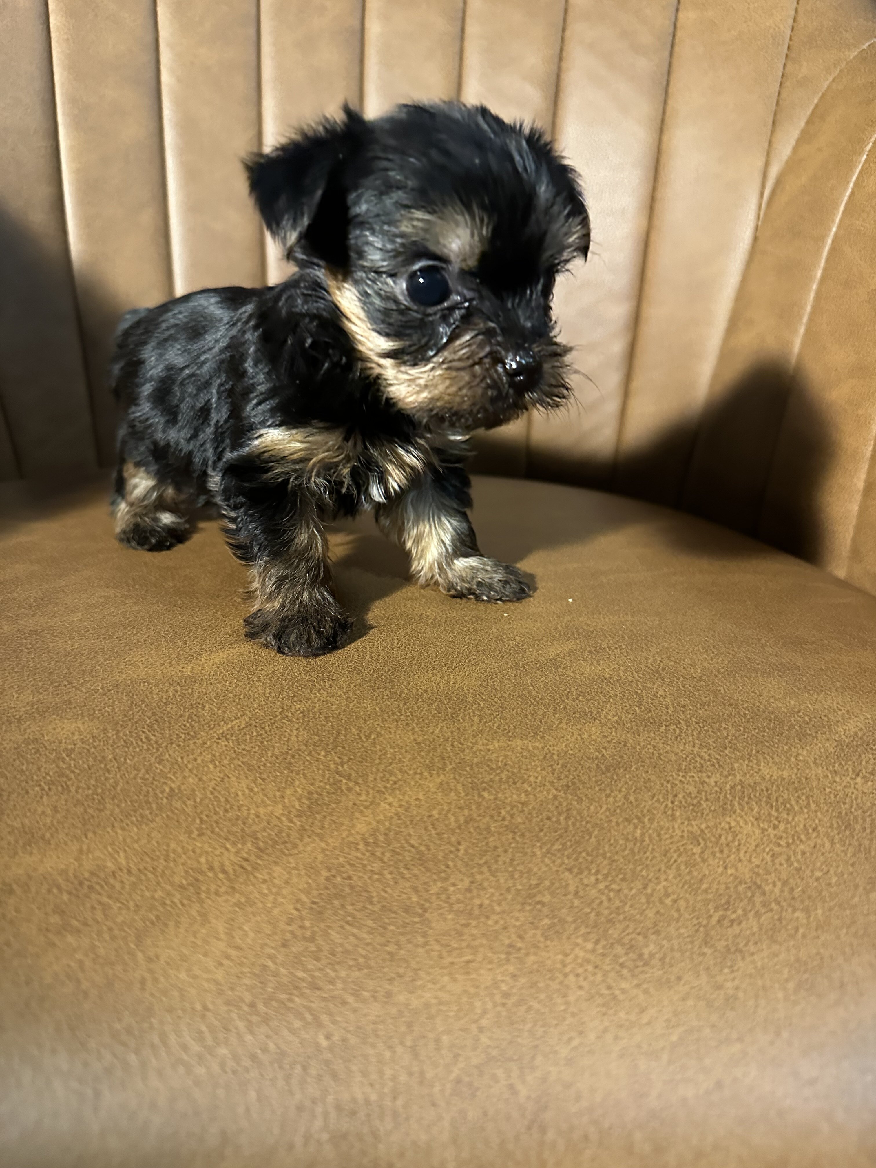 Purebred Yorkies image 2
