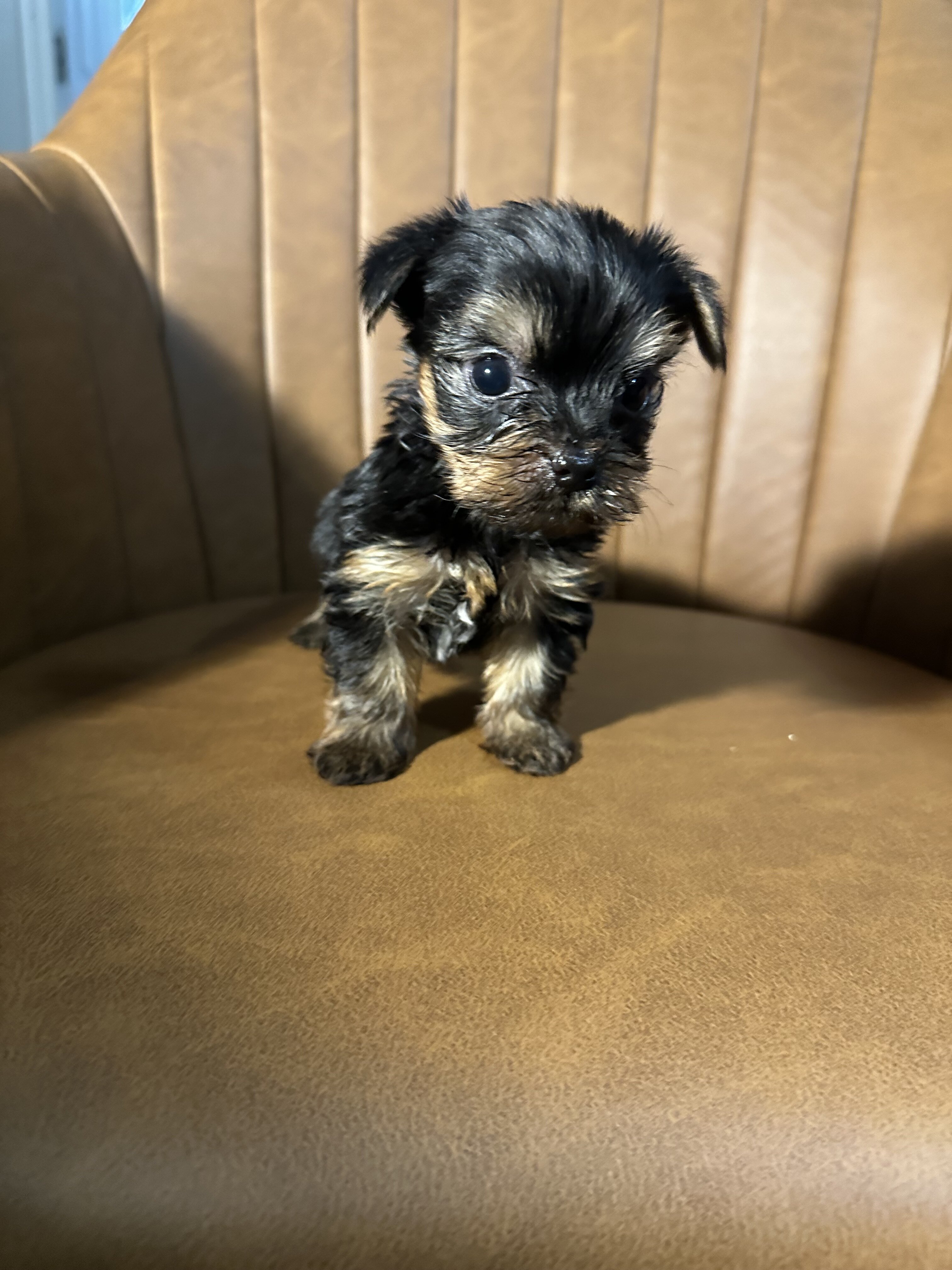 Purebred Yorkies image 1