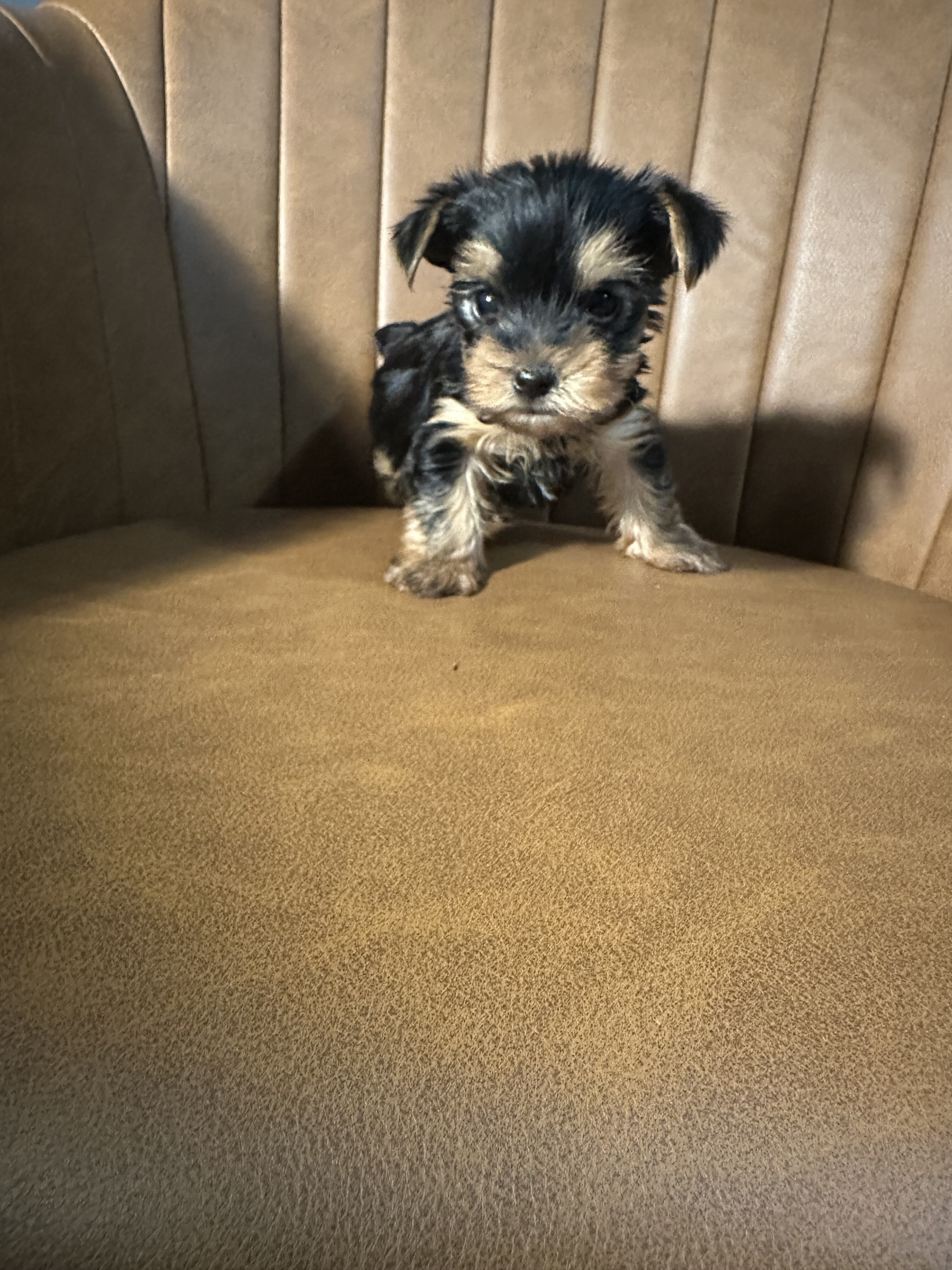 Purebred Yorkies image 7