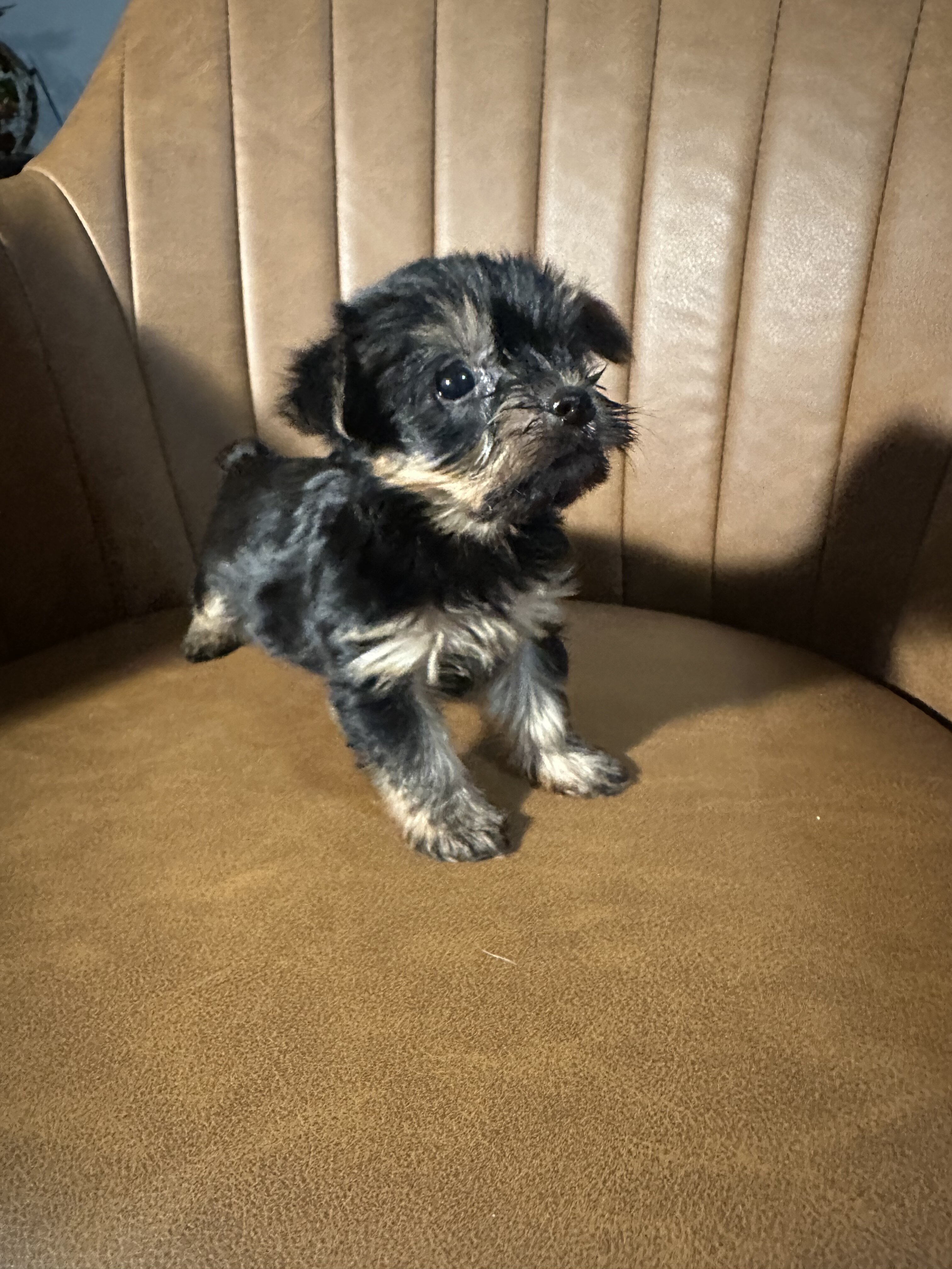 Purebred Yorkies image 3