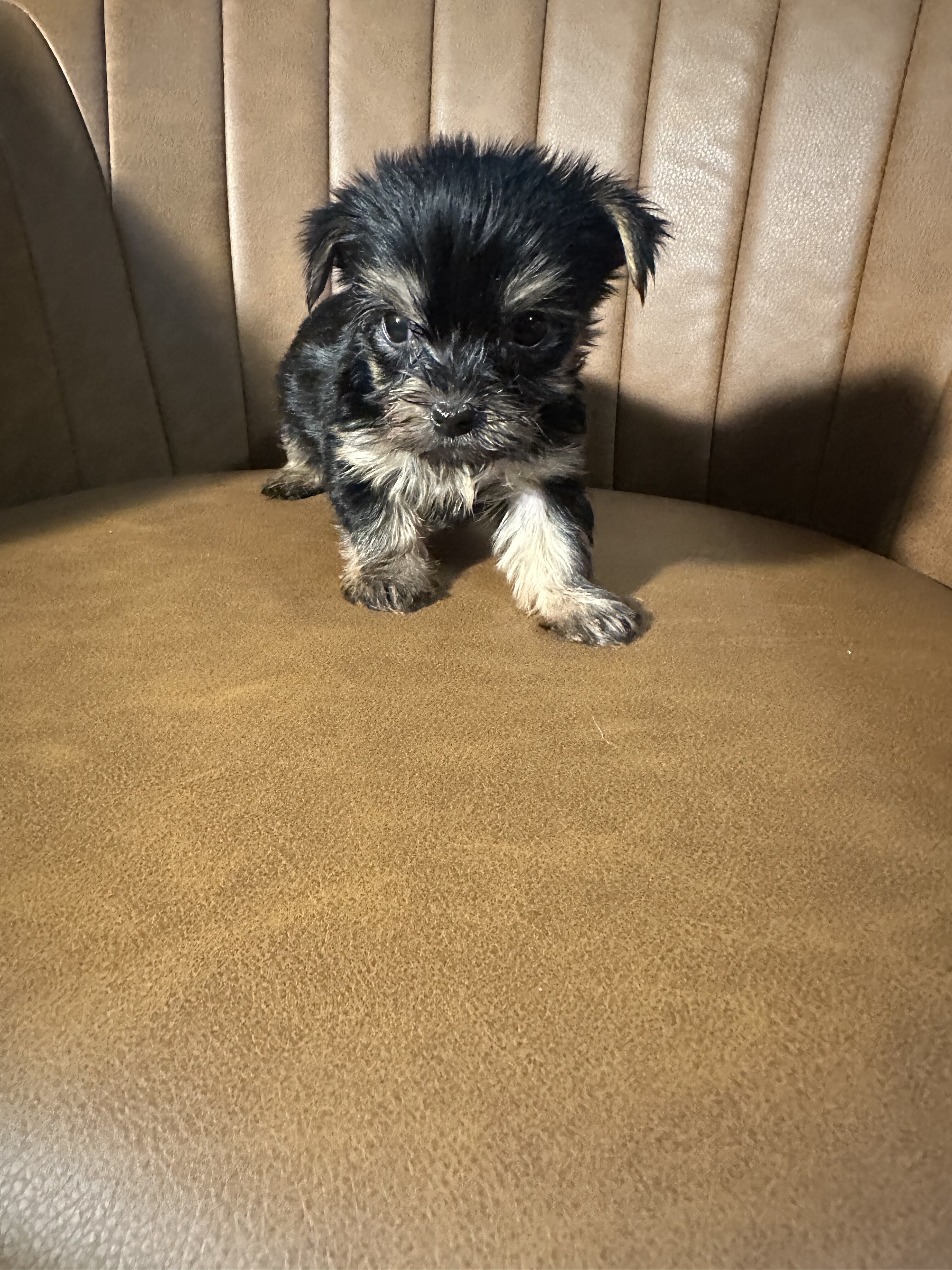 Purebred Yorkies image 6